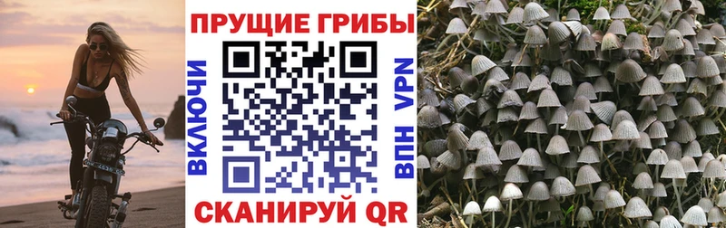 Купить где  Краснодар  Галлюциногенные грибы MAGIC MUSHROOMS 